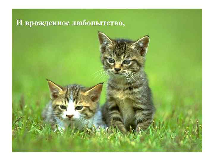 И врожденное любопытство, 