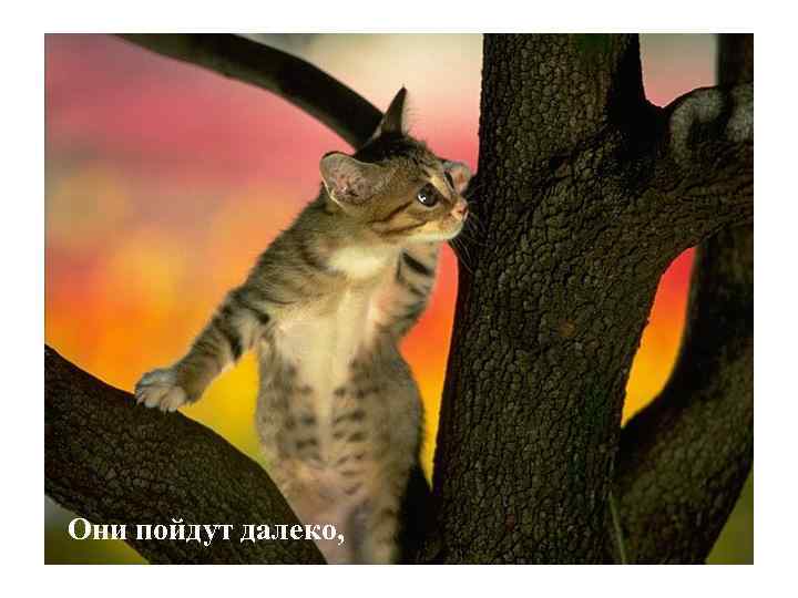 Они пойдут далеко, 