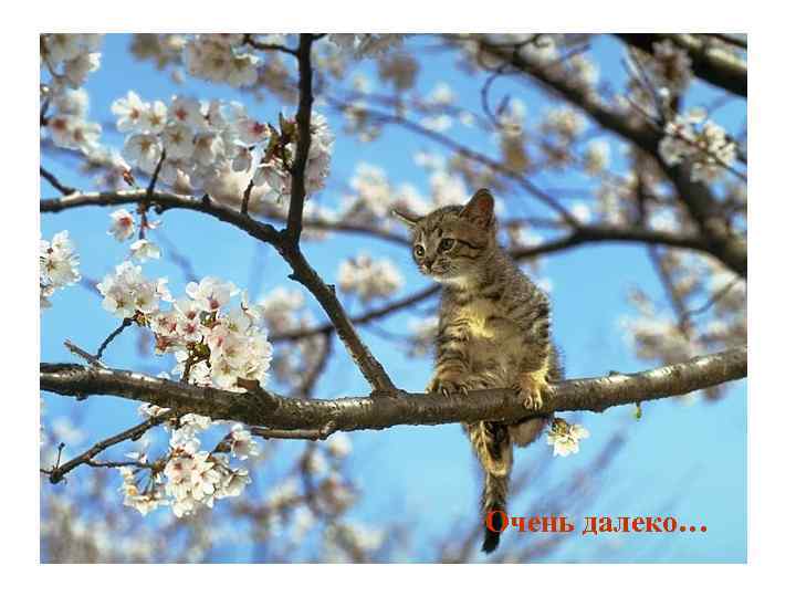 Очень далеко… 