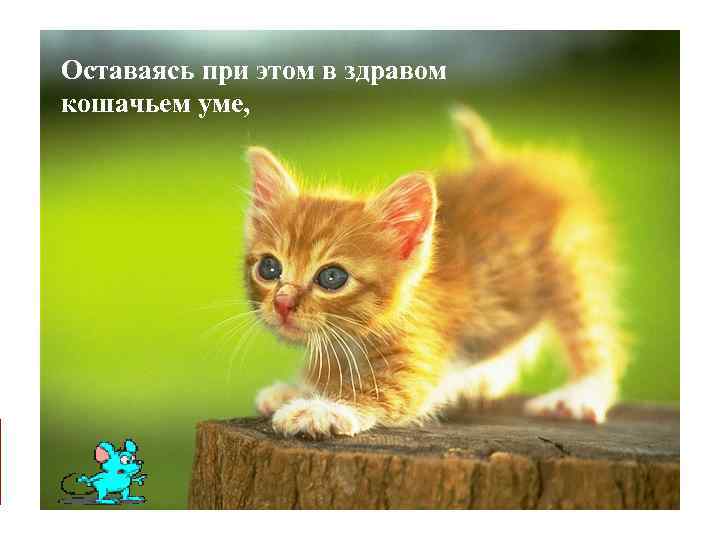Оставаясь при этом в здравом кошачьем уме, 