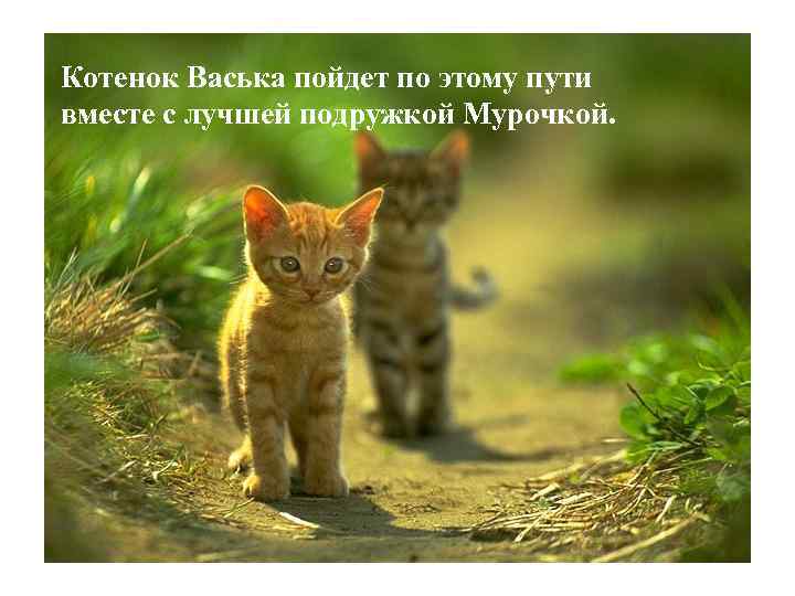 Котенок Васька пойдет по этому пути вместе с лучшей подружкой Мурочкой. 