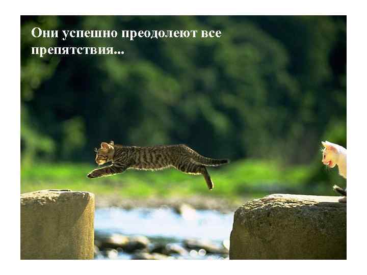 Они успешно преодолеют все препятствия. . . 