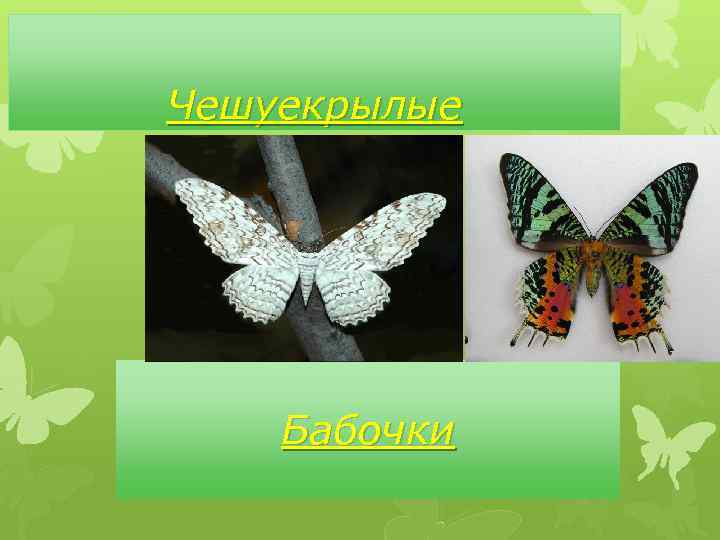 Чешуекрылые Бабочки 