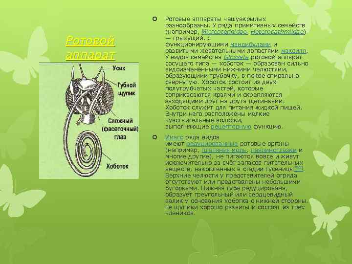 Тип развития чешуекрылых бабочек