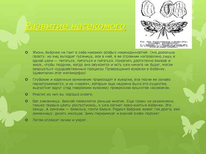 Развитие насекомого Жизнь бабочек не таит в себе никаких особых неожиданностей. Она довольно проста: