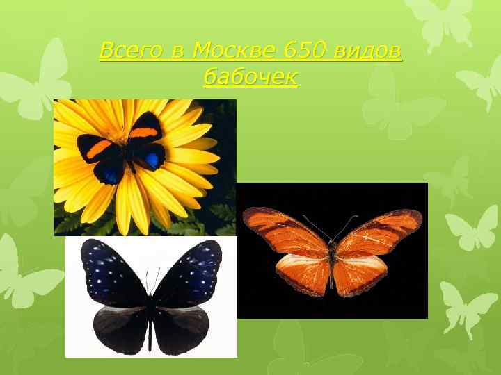 Всего в Москве 650 видов бабочек 