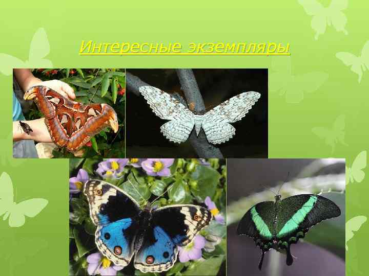 Интересные экземпляры 