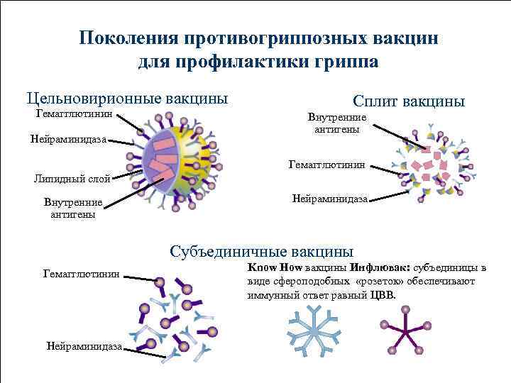 Поколения противогриппозных вакцин для профилактики гриппа Цельновирионные вакцины Гемагглютинин Нейраминидаза Сплит вакцины Внутренние антигены