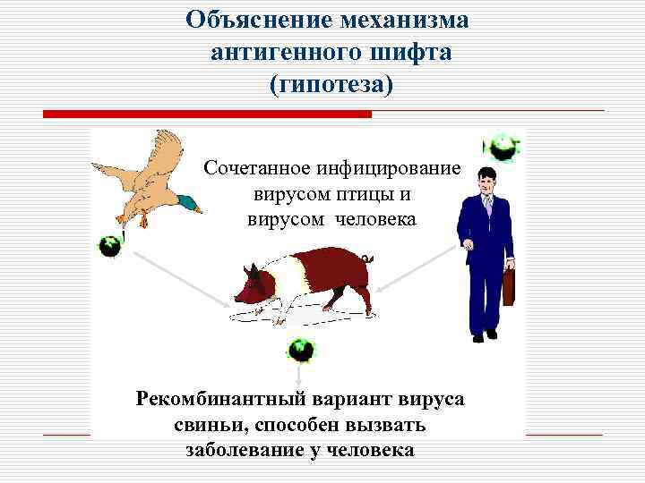 Объяснение механизма антигенного шифта (гипотеза) Сочетанное инфицирование вирусом птицы и вирусом человека Рекомбинантный вариант