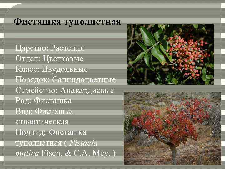 Фисташка туполистная Царство: Растения Отдел: Цветковые Класс: Двудольные Порядок: Сапиндоцветные Семейство: Анакардиевые Род: Фисташка