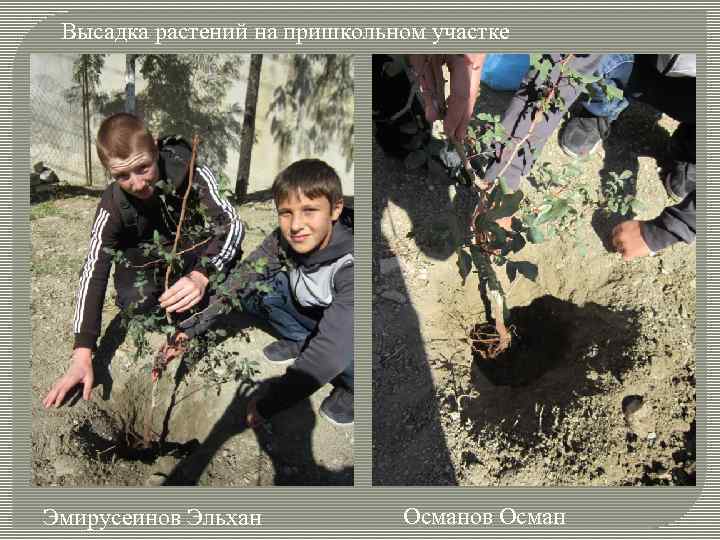 Высадка растений на пришкольном участке Эмирусеинов Эльхан Османов Осман 