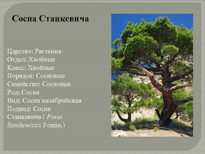 Сосна Станкевича Царство: Растения Отдел: Хвойные Класс: Хвойные Порядок: Сосновые Семейство: Сосновые Род: Сосна