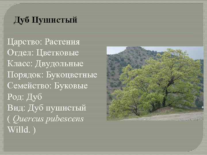 Классификация дуба вид. Классификация дуба. Дуб класс род вид. Дуб царство отдел класс семейство род вид. Классификация растений дуб.