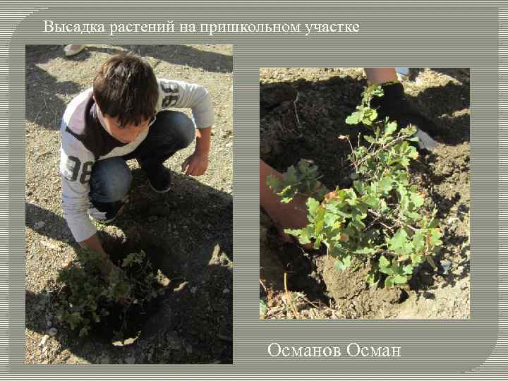 Высадка растений на пришкольном участке Османов Осман 