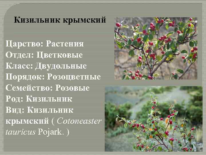 Кизильник крымский Царство: Растения Отдел: Цветковые Класс: Двудольные Порядок: Розоцветные Семейство: Розовые Род: Кизильник