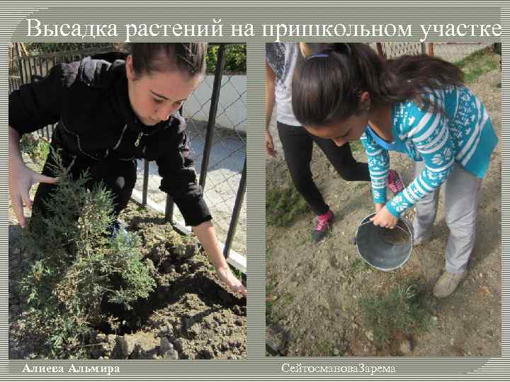Высадка растений на пришкольном участке Алиева Альмира Сейтосманова. Зарема 