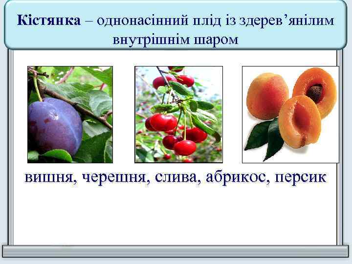 Кістянка – однонасінний плід із здерев’янілим внутрішнім шаром вишня, черешня, слива, абрикос, персик 
