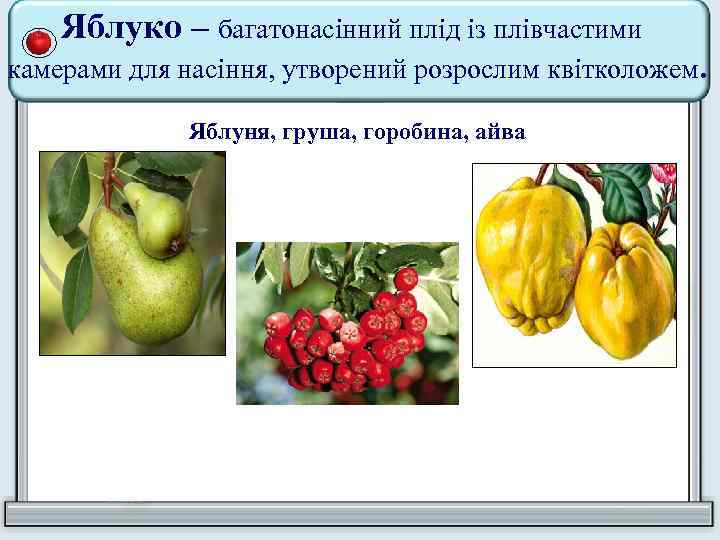 Яблуко – багатонасінний плід із плівчастими камерами для насіння, утворений розрослим квітколожем. Яблуня, груша,