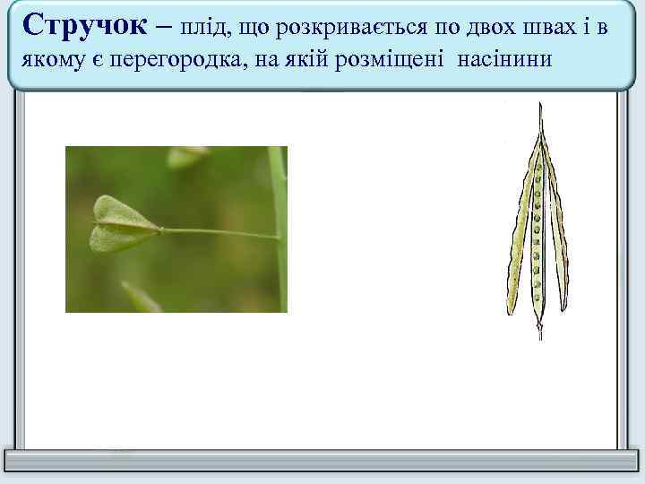 Стручок – плід, що розкривається по двох швах і в якому є перегородка, на