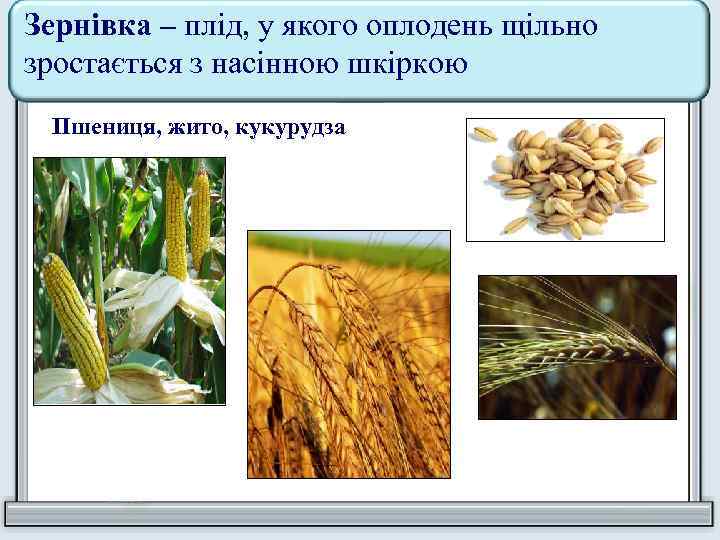 Зернівка – плід, у якого оплодень щільно зростається з насінною шкіркою Пшениця, жито, кукурудза