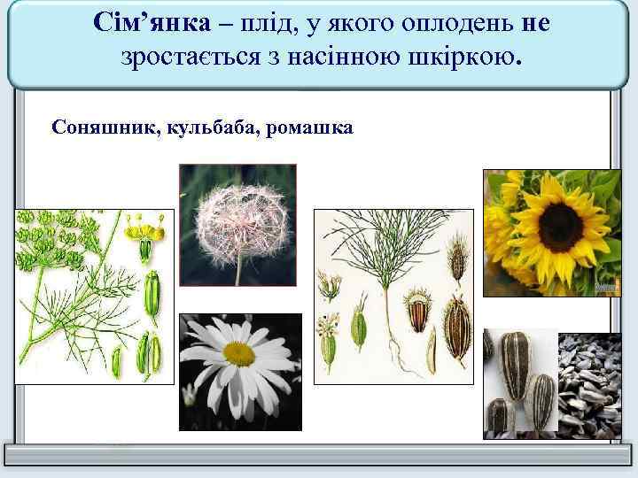 Сім’янка – плід, у якого оплодень не зростається з насінною шкіркою. Соняшник, кульбаба, ромашка