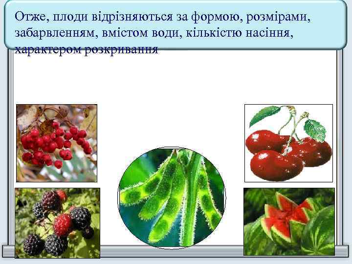 Отже, плоди відрізняються за формою, розмірами, забарвленням, вмістом води, кількістю насіння, характером розкривання 