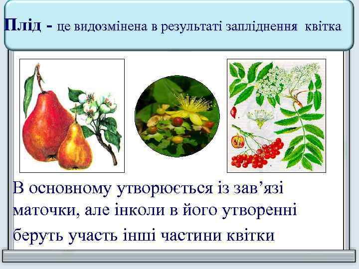 Плід - це видозмінена в результаті запліднення В основному утворюється із зав’язі маточки, але