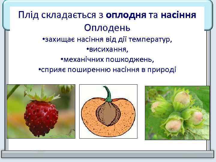 Плід складається з оплодня та насіння Оплодень • захищає насіння від дії температур, •