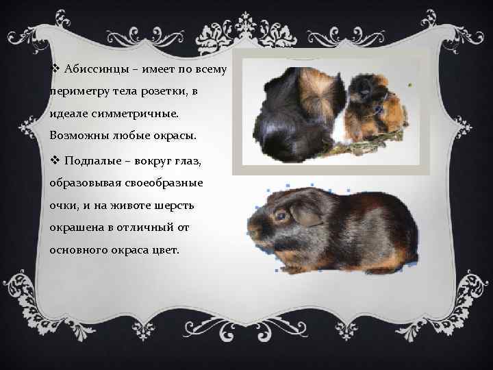 v Абиссинцы – имеет по всему периметру тела розетки, в идеале симметричные. Возможны любые