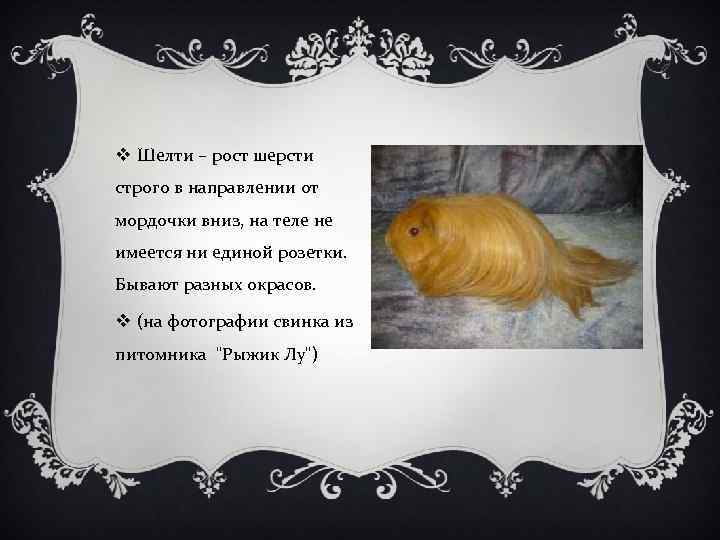 v Шелти – рост шерсти строго в направлении от мордочки вниз, на теле не