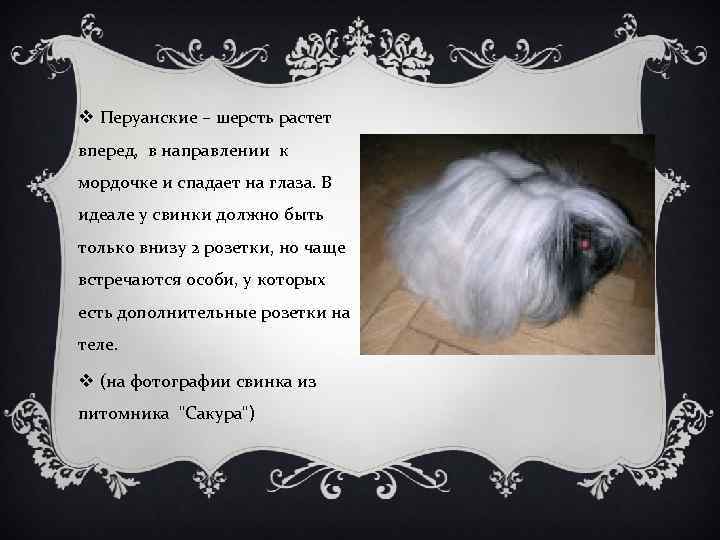 v Перуанские – шерсть растет вперед, в направлении к мордочке и спадает на глаза.