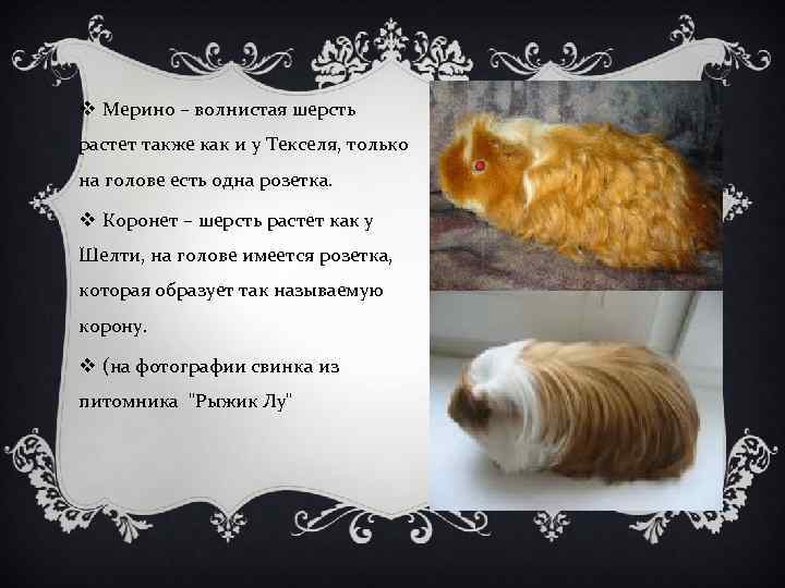 v Мерино – волнистая шерсть растет также как и у Текселя, только на голове