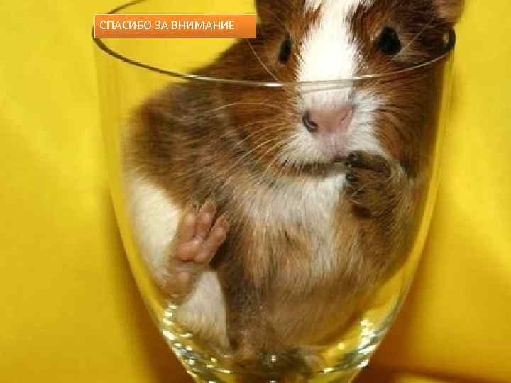 СПАСИБО ЗА ВНИМАНИЕ 