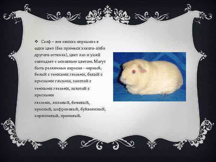 v Селф – вся свинка окрашена в один цвет (без примеси какого-либо другого оттенка),