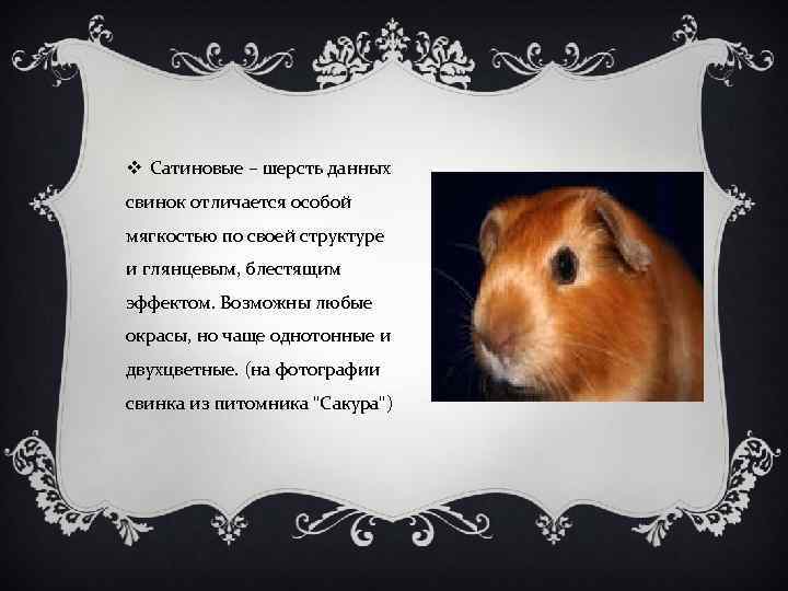 v Сатиновые – шерсть данных свинок отличается особой мягкостью по своей структуре и глянцевым,