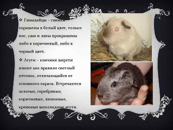 v Гималайцы – свинки окрашены в белый цвет, только нос, уши и лапы прокрашены