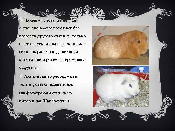 v Чалые – голова, лапы, уши окрашена в основной цвет без примеси другого оттенка,