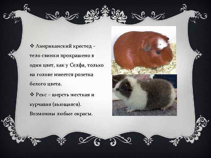 v Американский крестед – тело свинки прокрашено в один цвет, как у Селфа, только