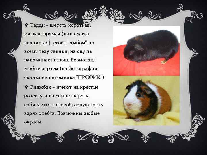 v Тедди – шерсть короткая, мягкая, прямая (или слегка волнистая), стоит "дыбом" по всему