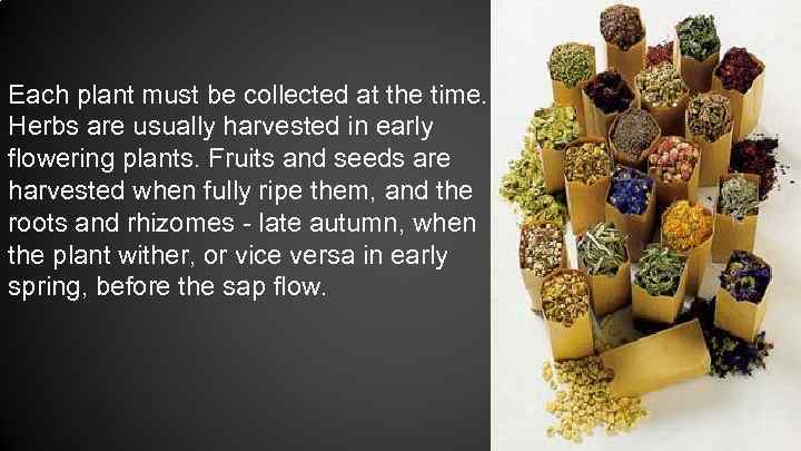 Each plant must be collected at the time. Herbs are usually harvested in early