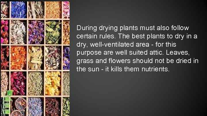 During drying plants must also follow certain rules. The best plants to dry in