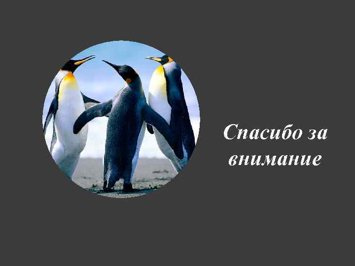 Спасибо за внимание 