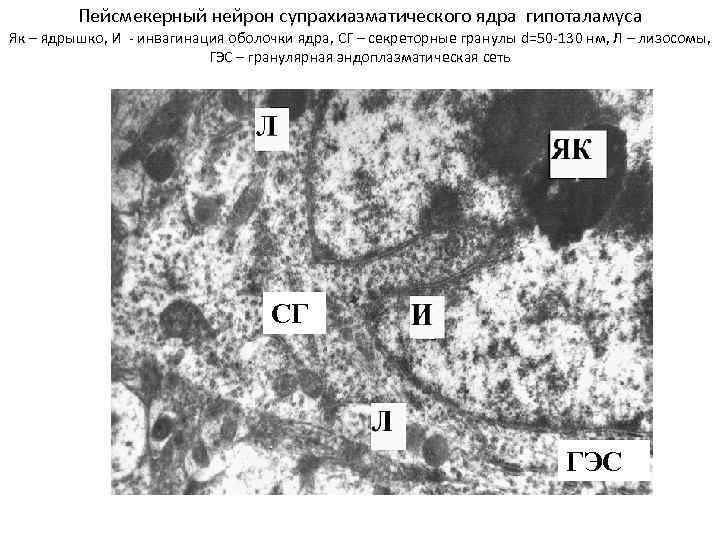 Пейсмекерный нейрон супрахиазматического ядра гипоталамуса Як – ядрышко, И - инвагинация оболочки ядра, СГ