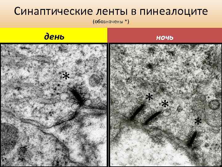 Синаптические ленты в пинеалоците (обозначены *) день * ночь ** * 