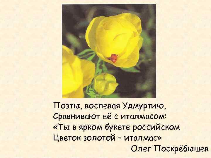 Поэты, воспевая Удмуртию, Сравнивают её с италмасом: «Ты в ярком букете российском Цветок золотой