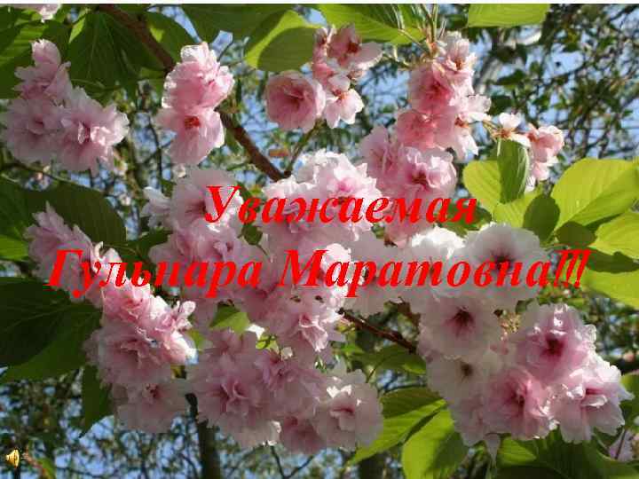 Уважаемая Гульнара Маратовна!!! 