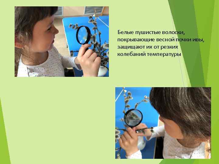 Белые пушистые волоски, покрывающие весной почки ивы, защищают их от резких колебаний температуры 