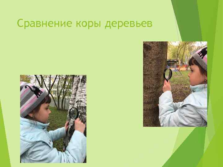 Сравнение коры деревьев 