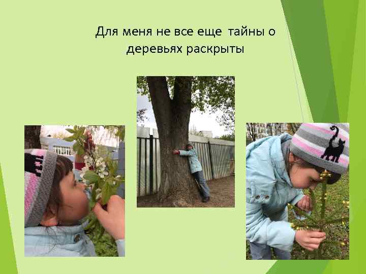 Для меня не все еще тайны о деревьях раскрыты 