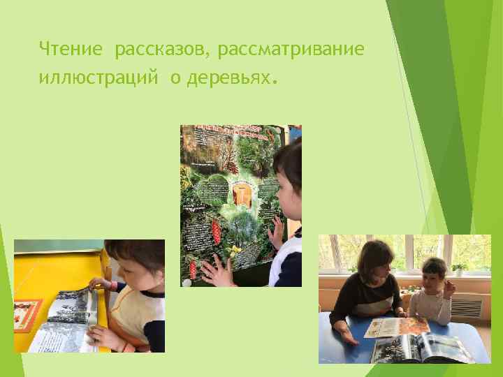 Чтение рассказов, рассматривание иллюстраций о деревьях. 
